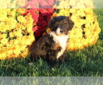 Puppy 3 Bernedoodle