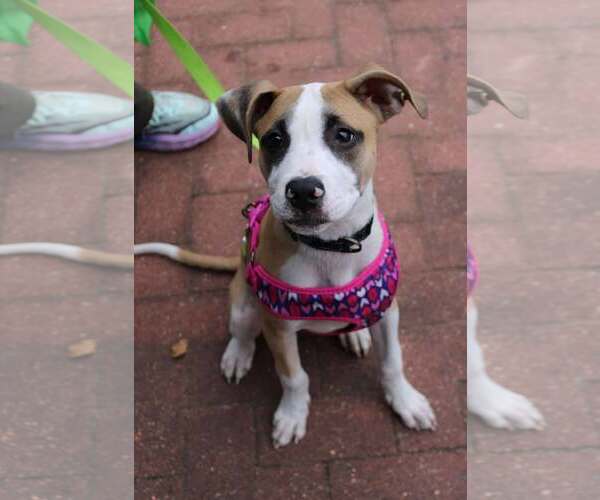 Medium Photo #2 Mutt Puppy For Sale in Holly Springs, NC, USA
