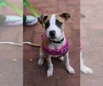 Small #1 Mutt