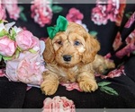 Small Photo #6 Cocker Spaniel-Poodle (Miniature) Mix Puppy For Sale in COCHRANVILLE, PA, USA