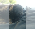 Small Photo #2 Aussiedoodle Puppy For Sale in SPENCER, TN, USA