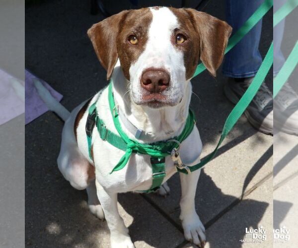Medium Photo #12 Pointer Puppy For Sale in Washington, DC, USA