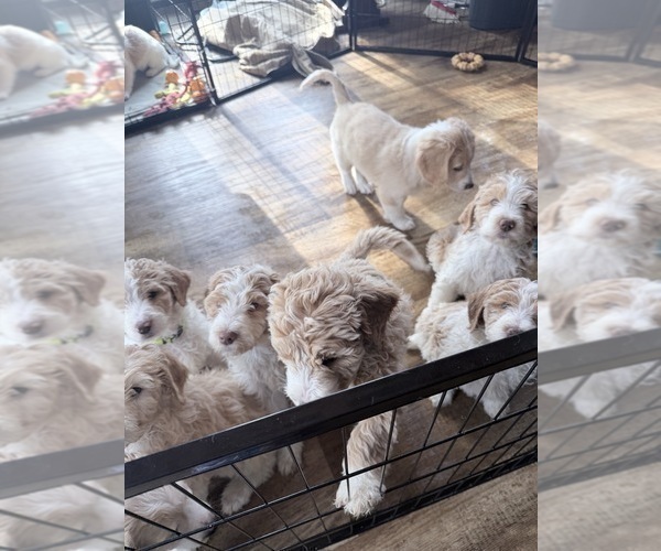 Medium Photo #6 Aussie-Poo-Goldendoodle Mix Puppy For Sale in COMMERCE, MI, USA