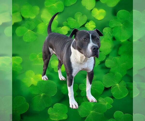 Medium Photo #16 American Bulldog Puppy For Sale in Lexington, SC, USA