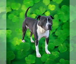 Small #15 American Bulldog