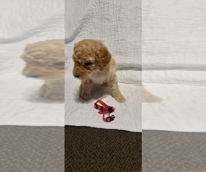 Poodle (Standard) Puppy for sale in GARDEN CITY, KS, USA