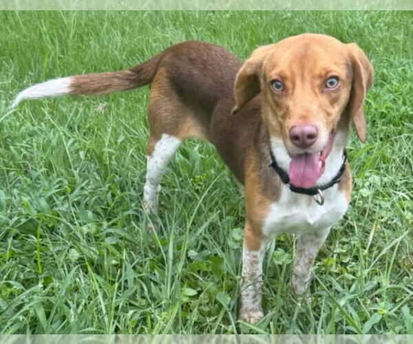 Medium Photo #3 Beagle Puppy For Sale in Dunnellon, FL, USA