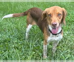 Small #2 Beagle