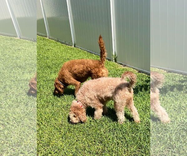 Medium Photo #3 Goldendoodle Puppy For Sale in Bonita Springs, FL, USA