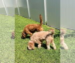 Small #2 Goldendoodle