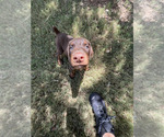 Small Photo #4 Doberman Pinscher Puppy For Sale in PHOENIX, AZ, USA