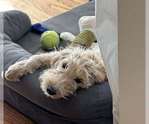 Medium Photo #7 Mutt Puppy For Sale in Brooklyn, NY, USA