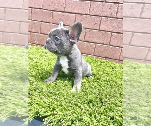 Medium Photo #83 French Bulldog Puppy For Sale in CHARLOTTE, NC, USA