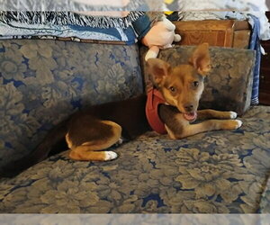 Mutt Dogs for adoption in Martinez, CA, USA