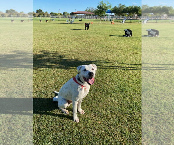 Medium Photo #4 Boxer-Dalmatian Mix Puppy For Sale in Chandler, AZ, USA