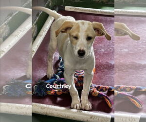 Collie-English Springer Spaniel Mix Dogs for adoption in Rustburg, VA, USA