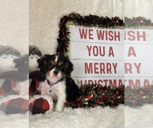 Cavalier King Charles Spaniel Puppy for Sale in GREENVILLE, Missouri USA
