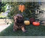Small Photo #17 Shih Tzu Puppy For Sale in HAYWARD, CA, USA
