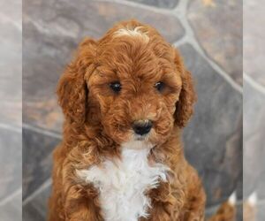 Poodle (Miniature) Puppy for Sale in MILL HALL, Pennsylvania USA
