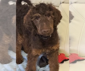 Poodle (Standard) Puppy for sale in ZIMMERMAN, MN, USA