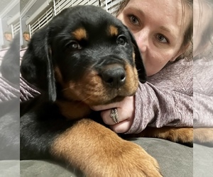 Rottweiler Puppy for sale in ELIZABETH CITY, NC, USA