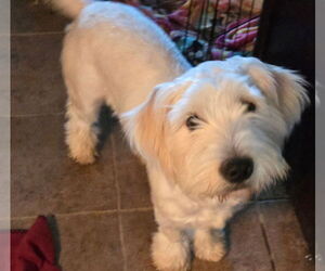 Maltipoo Dogs for adoption in San Antonio, TX, USA