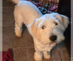 Small Maltipoo