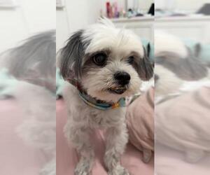 Shih Tzu Dogs for adoption in Plantation, FL, USA