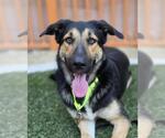 Small German Shepherd Dog Mix