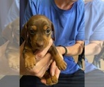 Small #23 Dachshund