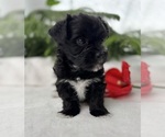 Small #13 Morkie