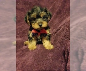 Yorkshire Terrier Puppy for sale in BELLEVILLE, IL, USA