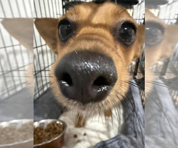 Medium Photo #2 Chiweenie Puppy For Sale in Princeton, MN, USA