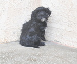 Small Photo #7 Havanese Puppy For Sale in ZANESVILLE, OH, USA