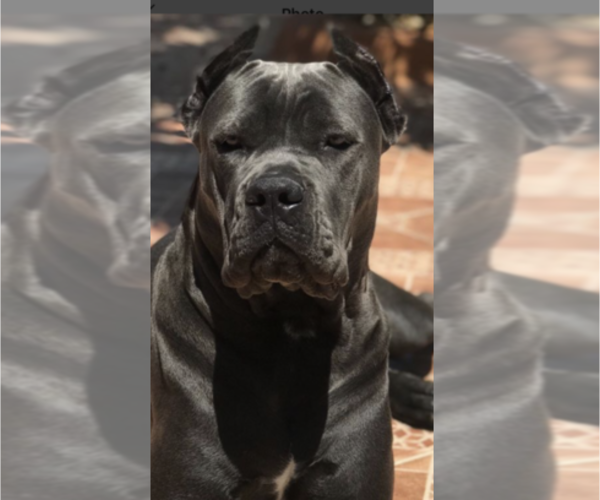 View Ad Cane Corso Litter Of Puppies For Sale Near Florida