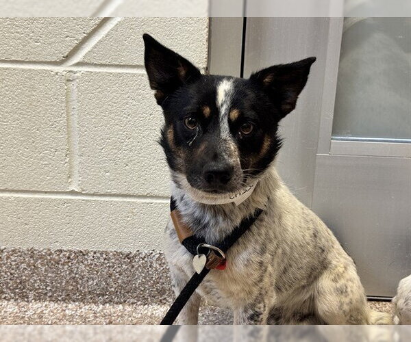 Medium Photo #1 Mutt Puppy For Sale in Pueblo, CO, USA