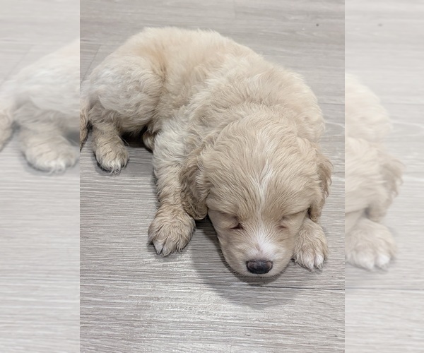 Medium Photo #7 Alaskan Husky-Cock-A-Poo Mix Puppy For Sale in YONKERS, NY, USA