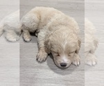 Small Photo #7 Alaskan Husky-Cock-A-Poo Mix Puppy For Sale in YONKERS, NY, USA