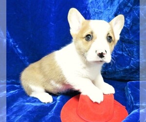 Pembroke Welsh Corgi Puppy for sale in GROVESPRING, MO, USA