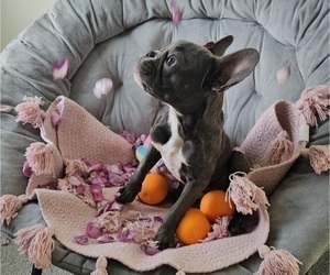 French Bulldog Puppy for sale in JACKSONVILLE, FL, USA