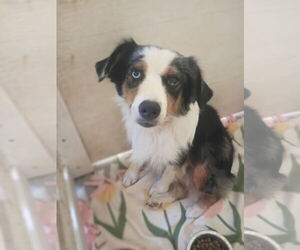 Daisy Aug 26 - Female Australian Shepherd Dog for Adoption - Photo #2