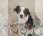 Small Photo #2 Australian Shepherd Puppy For Sale in Pacolet, SC, USA