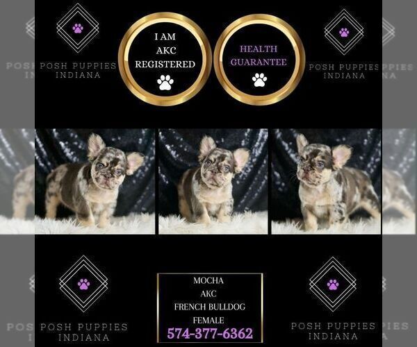 Medium Photo #89 French Bulldog Puppy For Sale in WARSAW, IN, USA