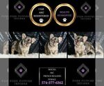 Small Photo #89 French Bulldog Puppy For Sale in WARSAW, IN, USA