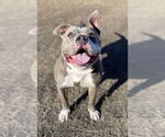 Small #1 American Bulldog Mix