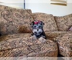 Small Photo #3 Yorkshire Terrier Puppy For Sale in SANTA CLARITA, CA, USA