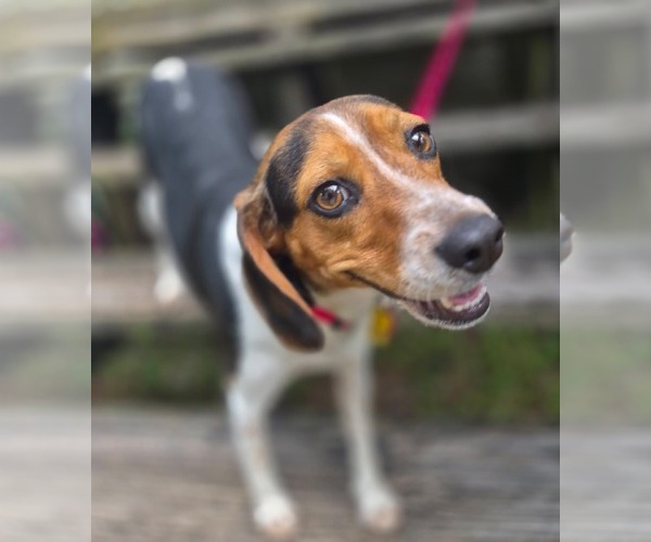 Medium Photo #8 Beagle Puppy For Sale in Dunnellon, FL, USA