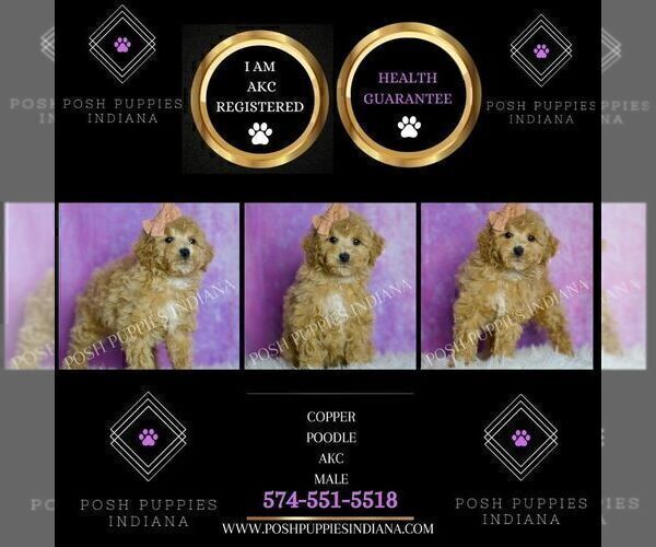 Medium Photo #90 Poodle (Miniature) Puppy For Sale in WARSAW, IN, USA