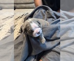 Puppy Smokey Bulldog