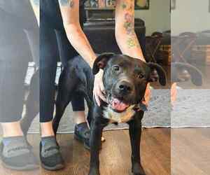 American Pit Bull Terrier-Labrador Retriever Mix Dogs for adoption in Holly Springs, NC, USA